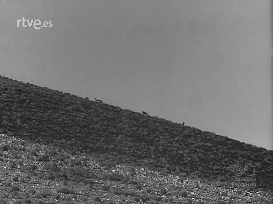 Revista Imágenes - ESCOPETAS Y PERROS