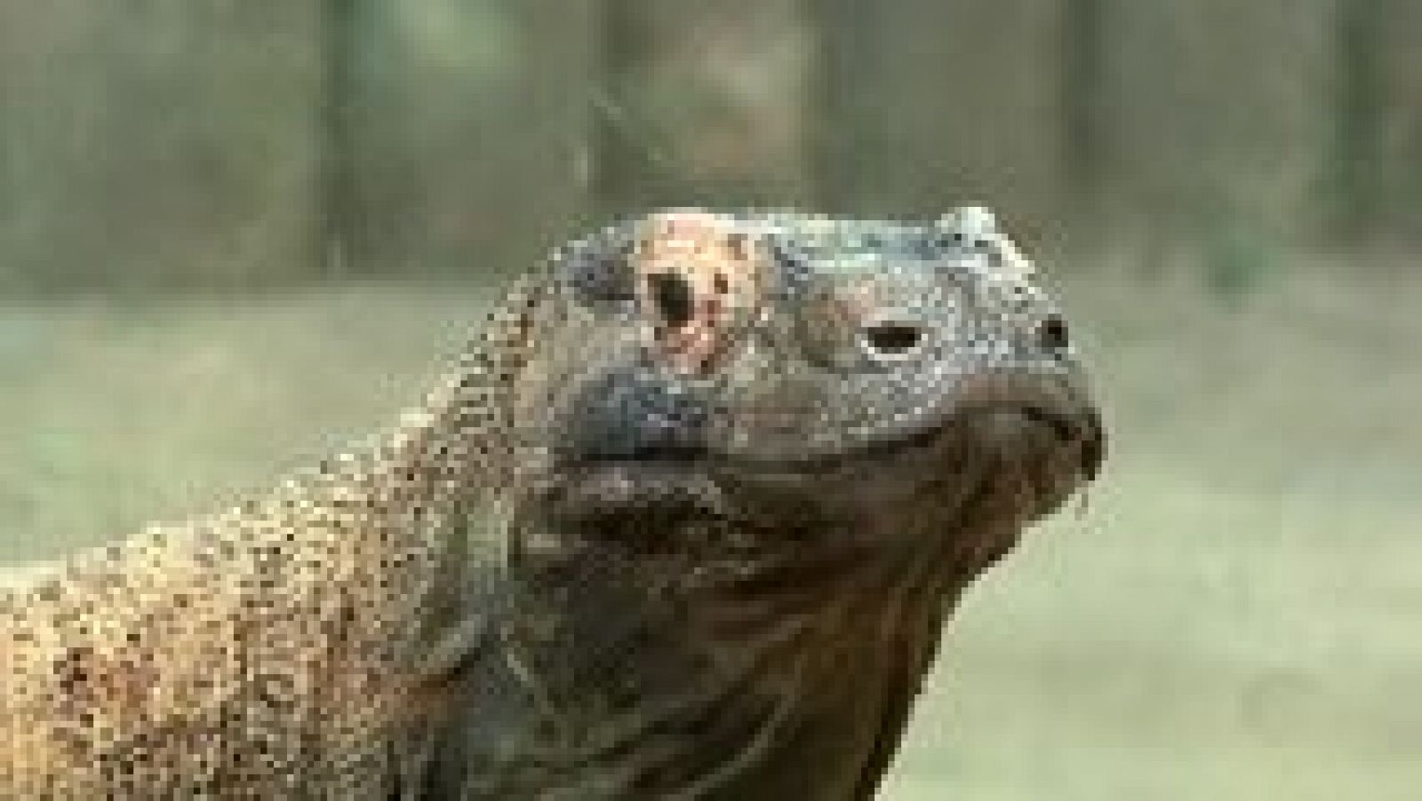 La aventura del saber - 13/11/14 - ver ahora