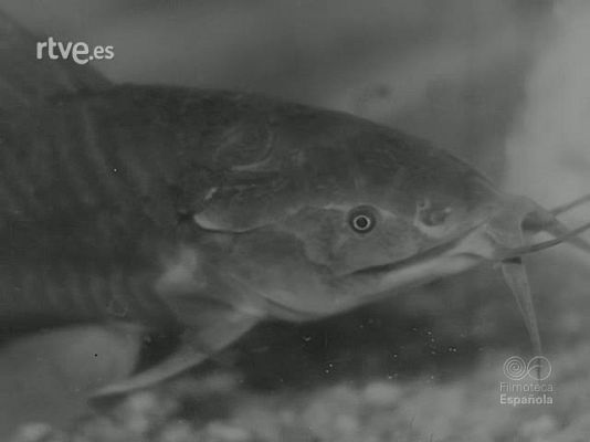 Revista Imágenes - TEMAS PISCICOLAS