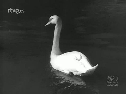 Revista Imágenes - VARIEDADES DE LA PESCA