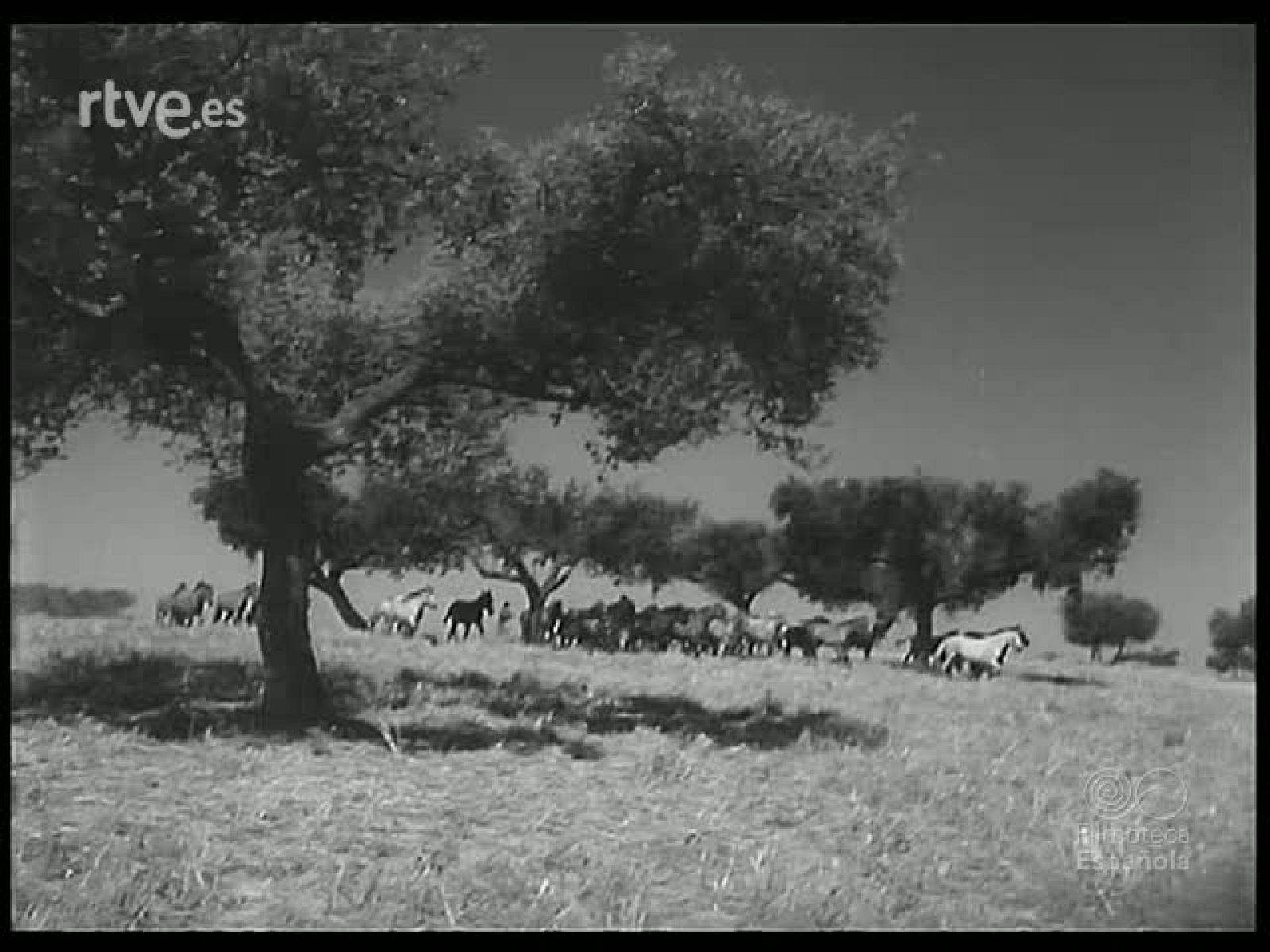 EN LOS CAMPOS LUSITANOS - Revista Imágenes | Ver