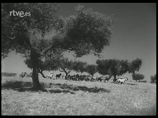 Revista Imágenes - EN LOS CAMPOS LUSITANOS