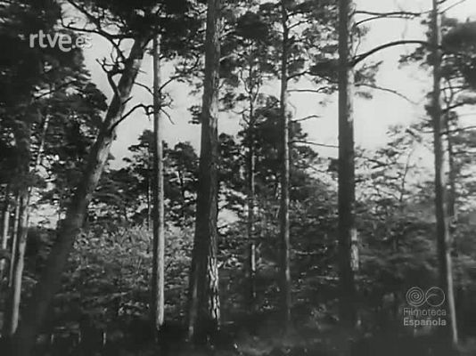 Revista Imágenes - EN EL SILENCIO DEL BOSQUE