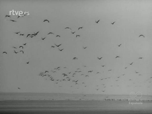 Revista Imágenes - FAUNA DE TIERRA Y AGUA