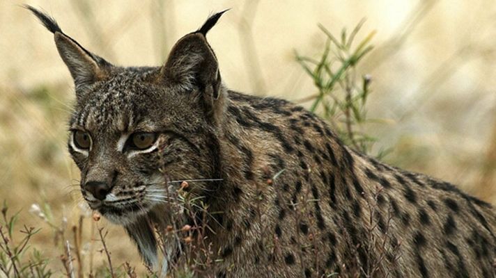 Telediario 1 - 22.000 especies amenazadas