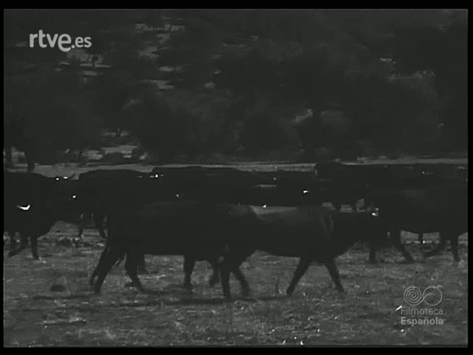 CORDOBA Y LOS TOREROS. HOMENAJE A MANOLETE - Revista Imágenes | Ver