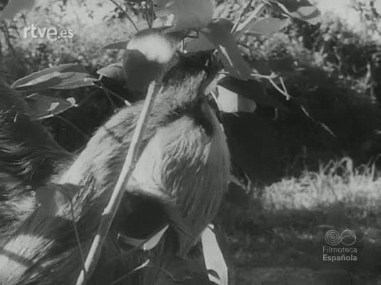 Revista Imágenes - PANORAMA ZOOLOGICO