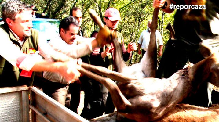 Repor - Negocio a tiro