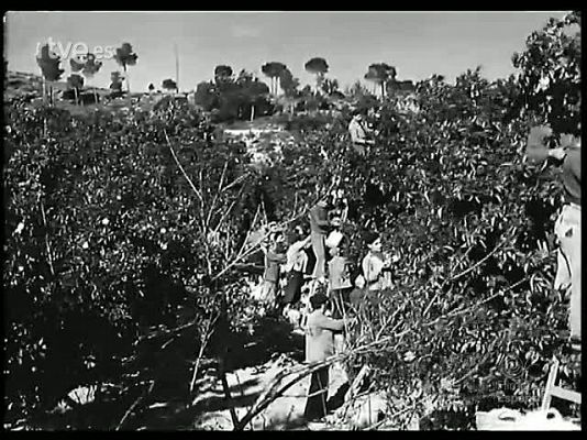 Revista Imágenes - LA NARANJA Y SU RIQUEZA