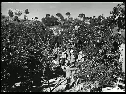 Revista Imágenes - LA NARANJA Y SU RIQUEZA