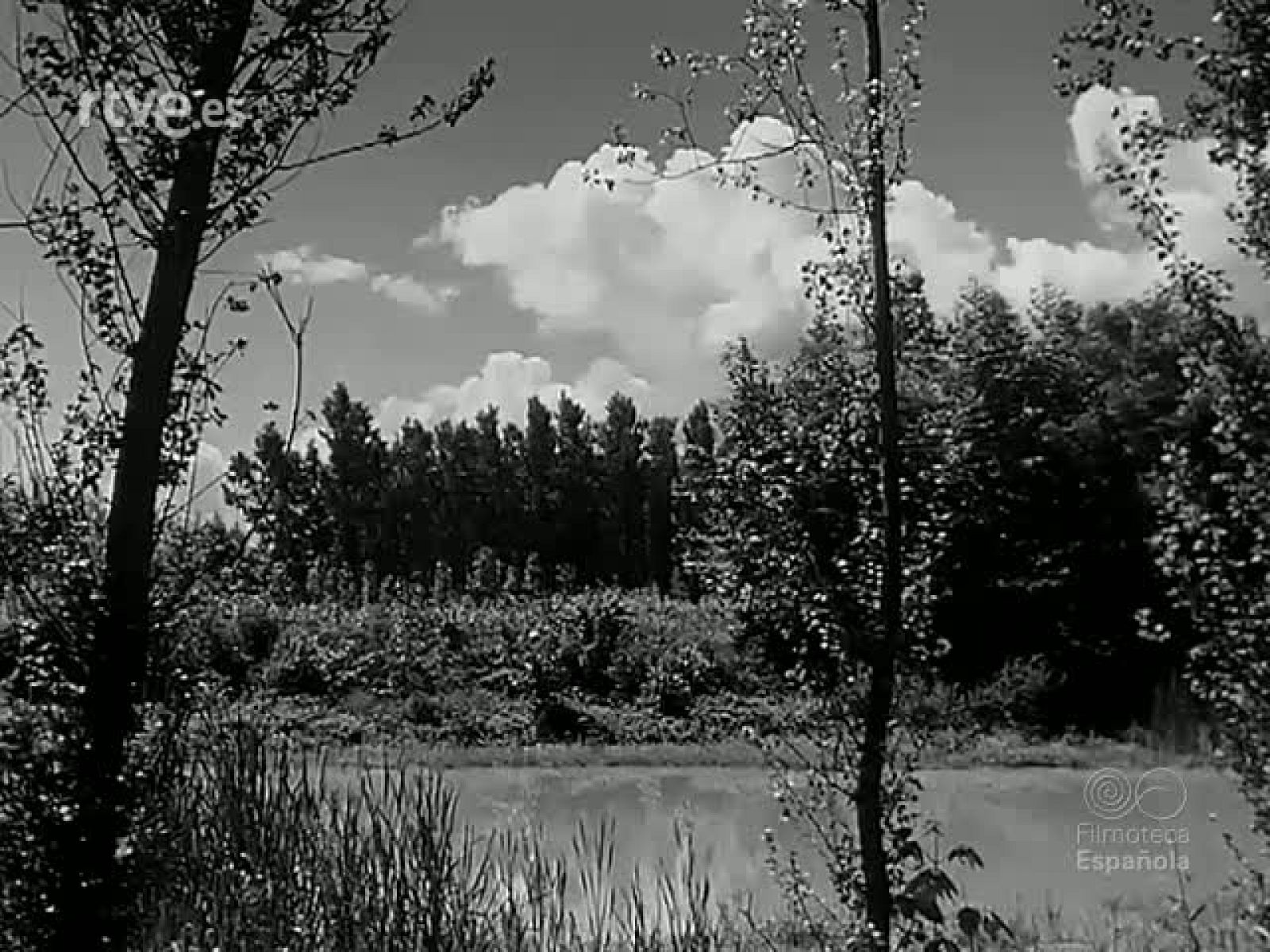 HOJAS RAMAS Y TRONCOS - Revista Imágenes | Ver