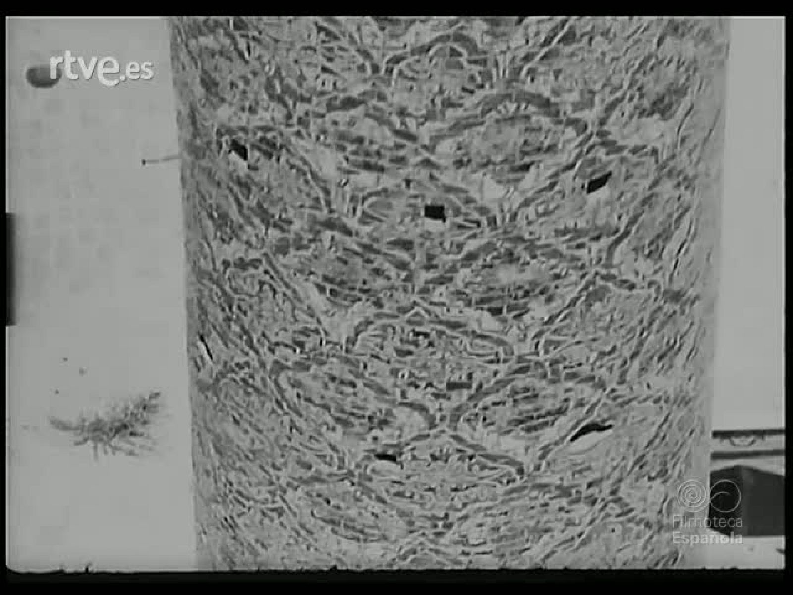 EL IRAN: TEMA PALPITANTE - Revista Imágenes | Ver
