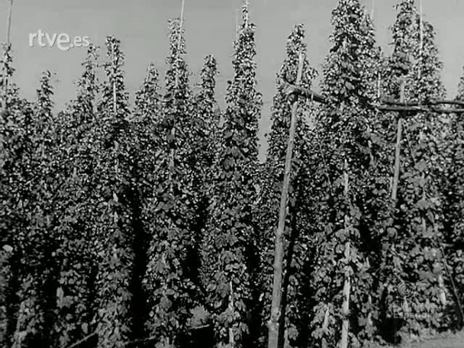 Revista Imágenes: LUPULO Y CERVEZA | RTVE Play