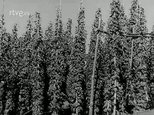 Revista Imágenes - LUPULO Y CERVEZA