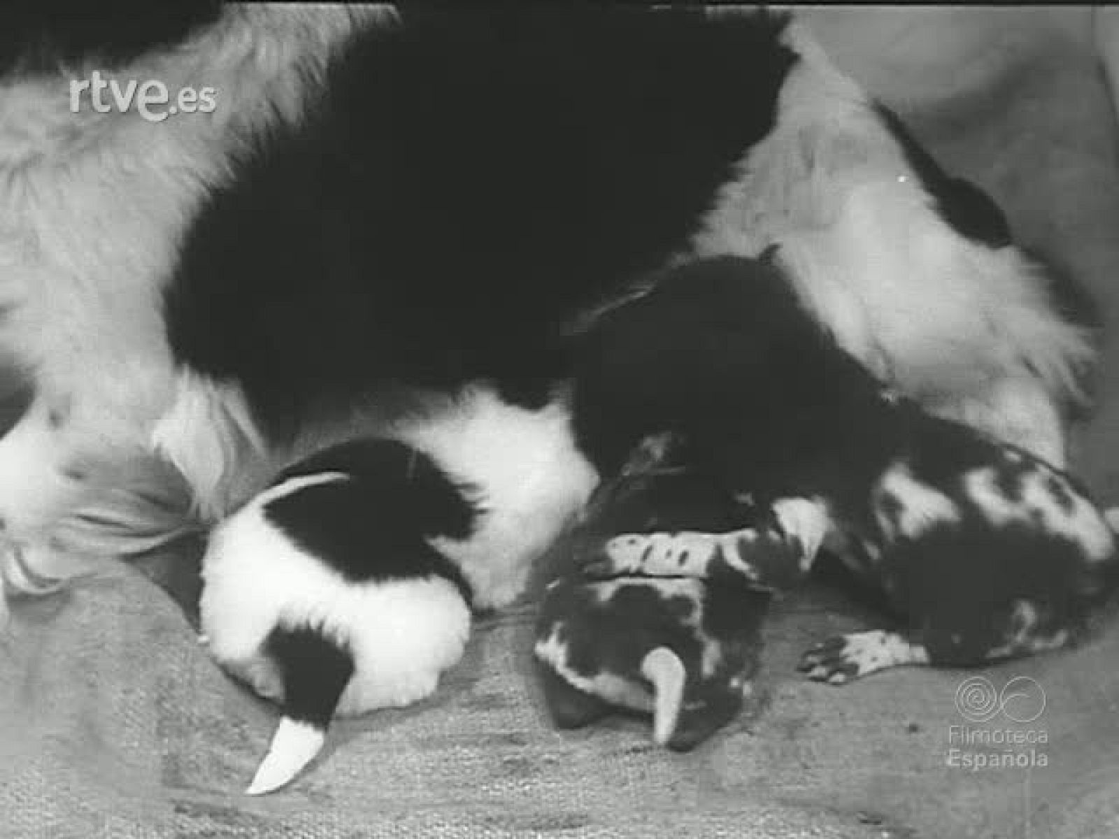 HISTORIETAS DE ANIMALES - Revista Imágenes | Ver