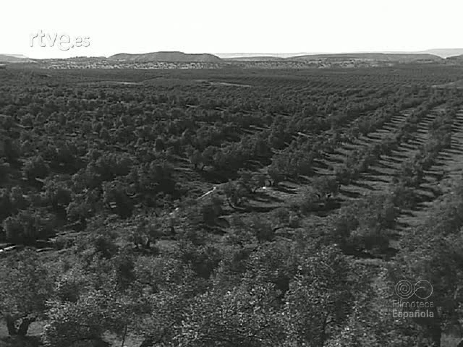 COOPERATIVAS OLIVARERAS - Revista Imágenes | Ver