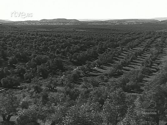 Revista Imágenes - COOPERATIVAS OLIVARERAS