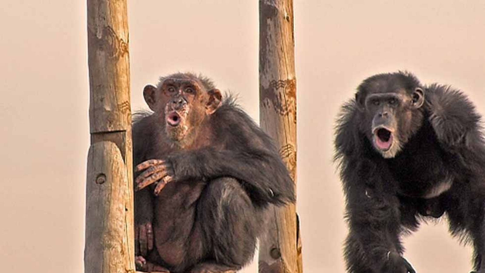 Estos son los dos últimos chimpancés que estaban en activo en un circo en España. Fueron rescatados en 2009 y esta es su vida en Rainfer -http://rainfer.com/- un centro que desde hace 20 años se dedica a rescatar a primates. Trabajar en circos, anuncios o políticas les dejan marcados de por vida. Ahora necesitan más de 4.000 euros para poder pagar la calefacción que les permitirá sobrevivir a muchos de estos animales, que no se aclimatan a las bajas temperaturas. Conoce su historia y entra en su web si quieres colaborar o más información.
