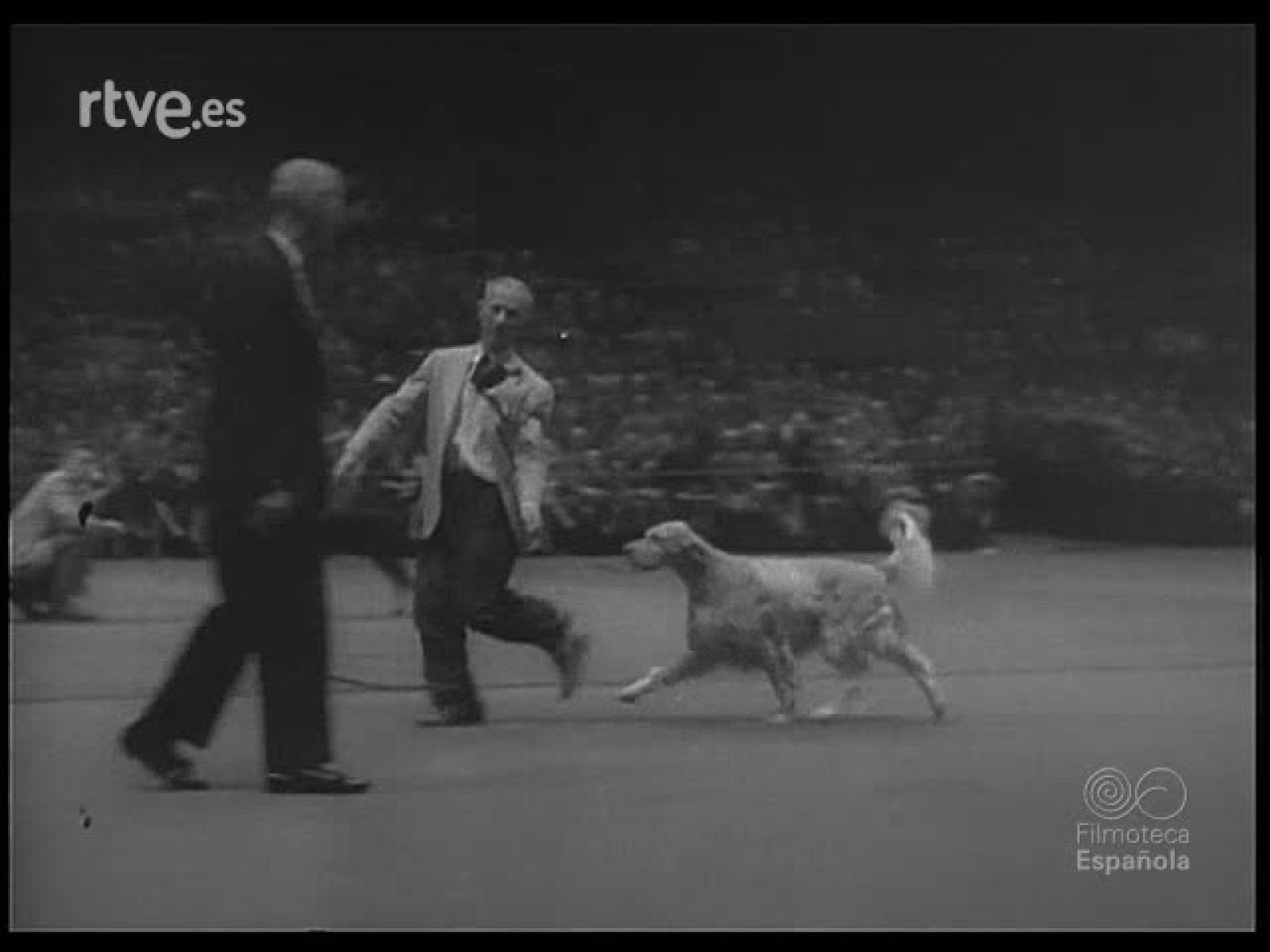 ALBUM ZOOLOGICO - Revista Imágenes | Ver