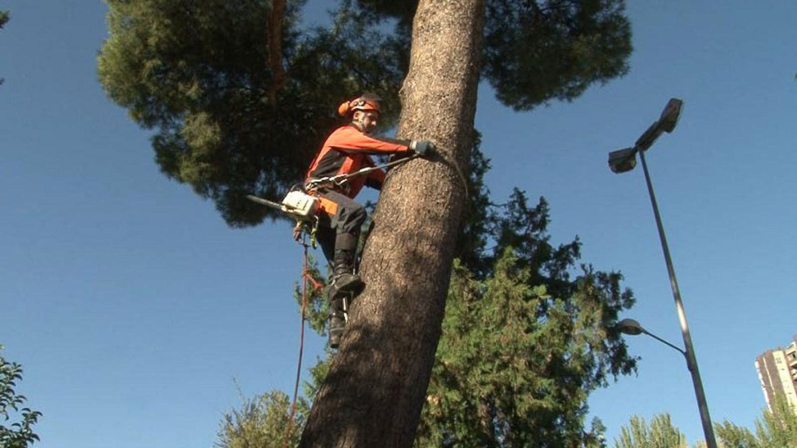 Comando actualidad - Mantenimiento - Saneamiento de árboles