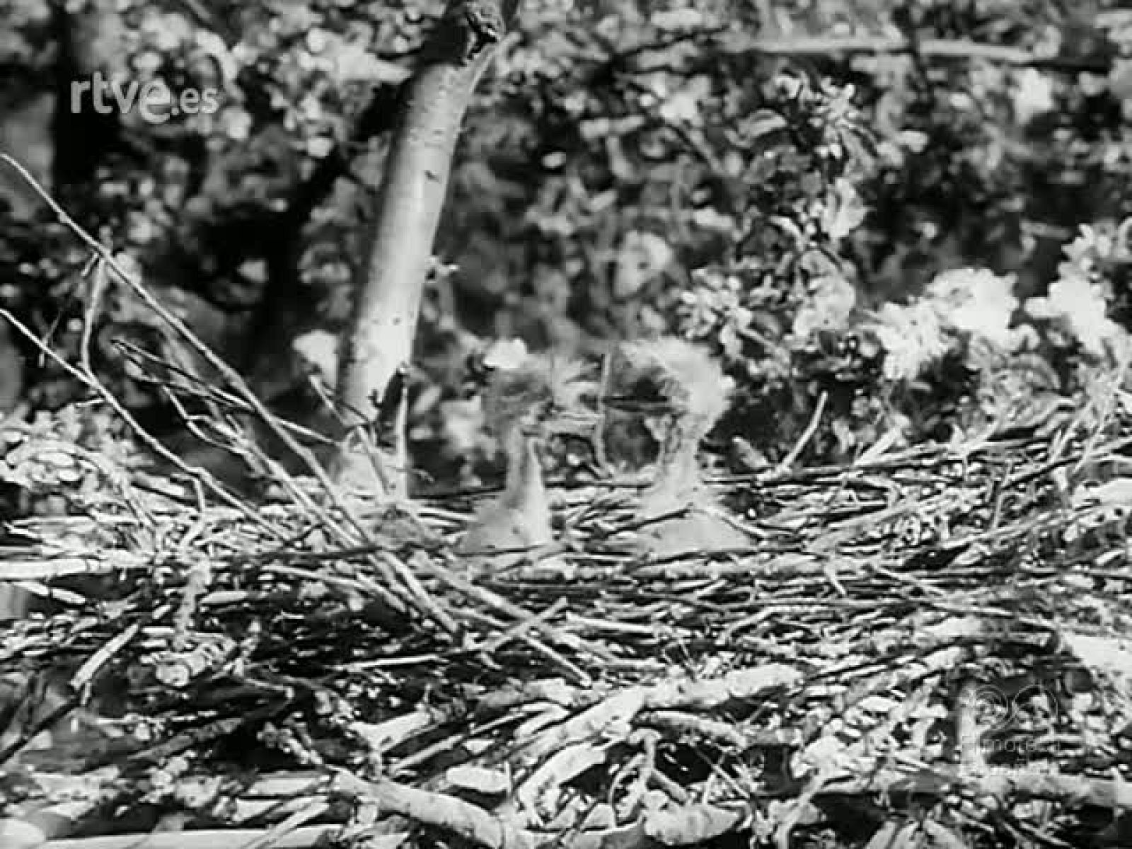 NIDOS JAULAS Y PISTAS - Revista Imágenes | Ver