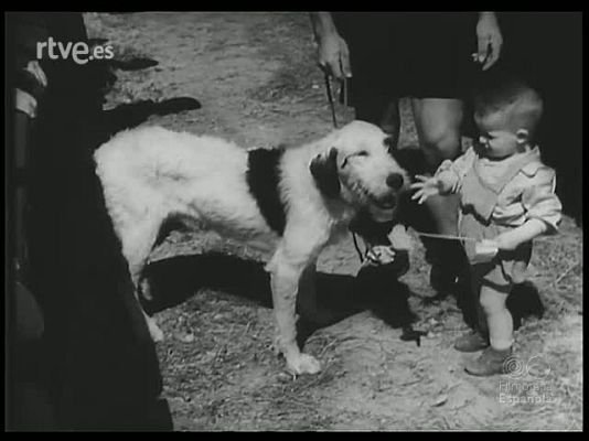 Revista Imágenes - ANIMALES ANTE LAS CAMARAS
