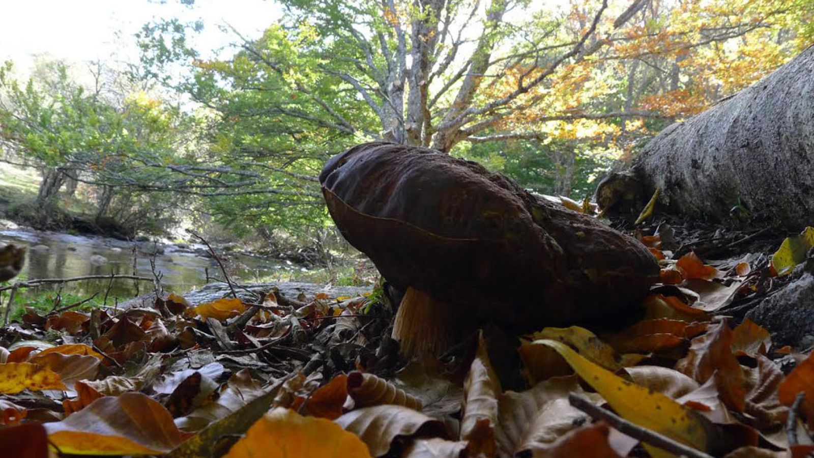 Recogiendo setas con el poeta del Hayedo de Montejo