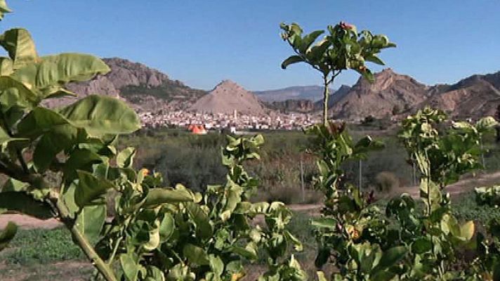 Aquí la Tierra - Cítricos murcianos ricos, ricos