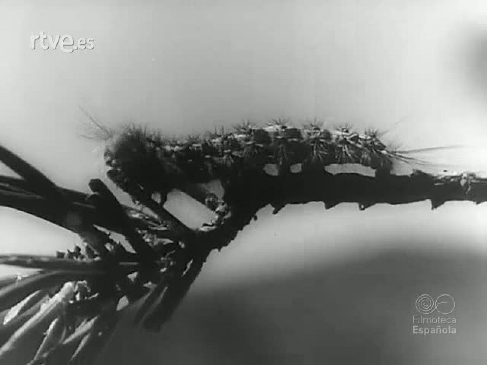 PLAGA OCULTA. LA LUCHA CONTRA LAS HORMIGAS BLANCAS - Revista Imágenes | Ver