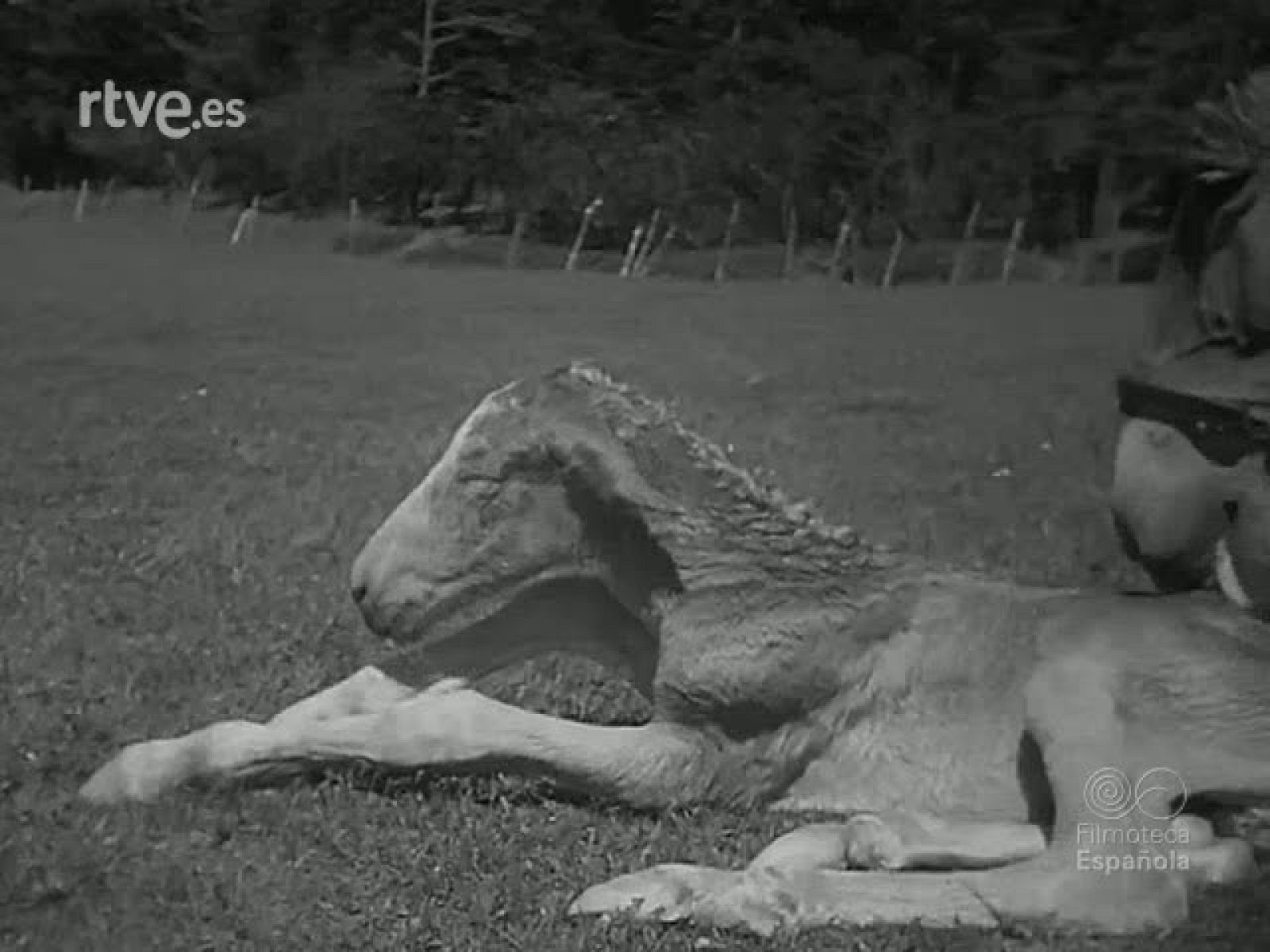 HISTORIA DE UN CORCEL - Revista Imágenes | Ver