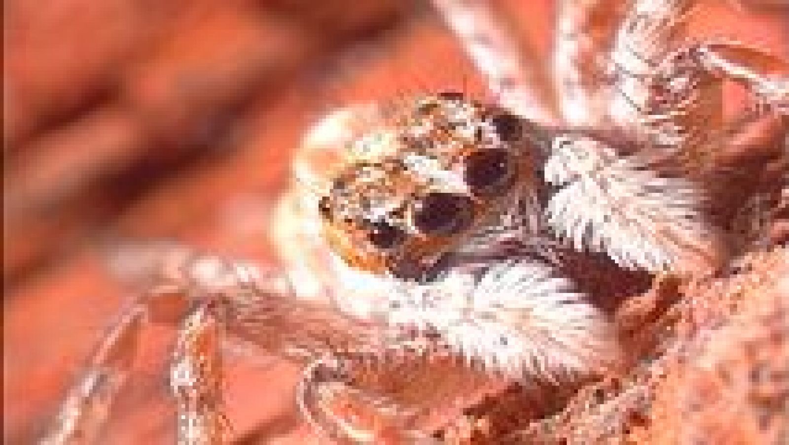 El jardín viviente - Algo más que piedras - ver ahora