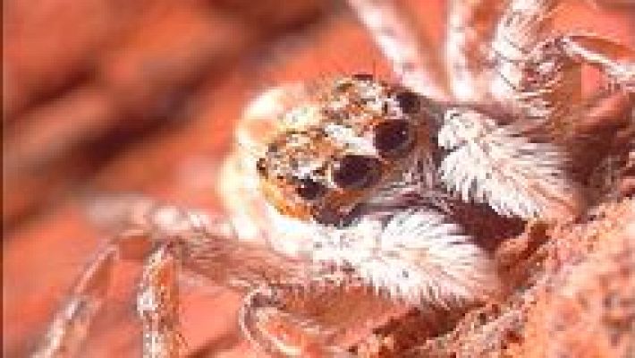 El jardín viviente - Algo más que piedras