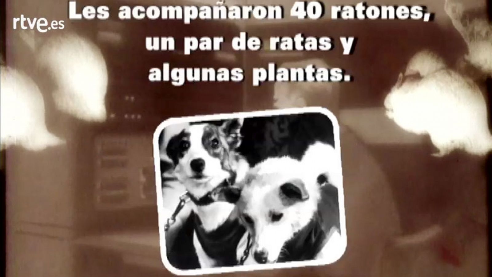 Otros animales en el espacio