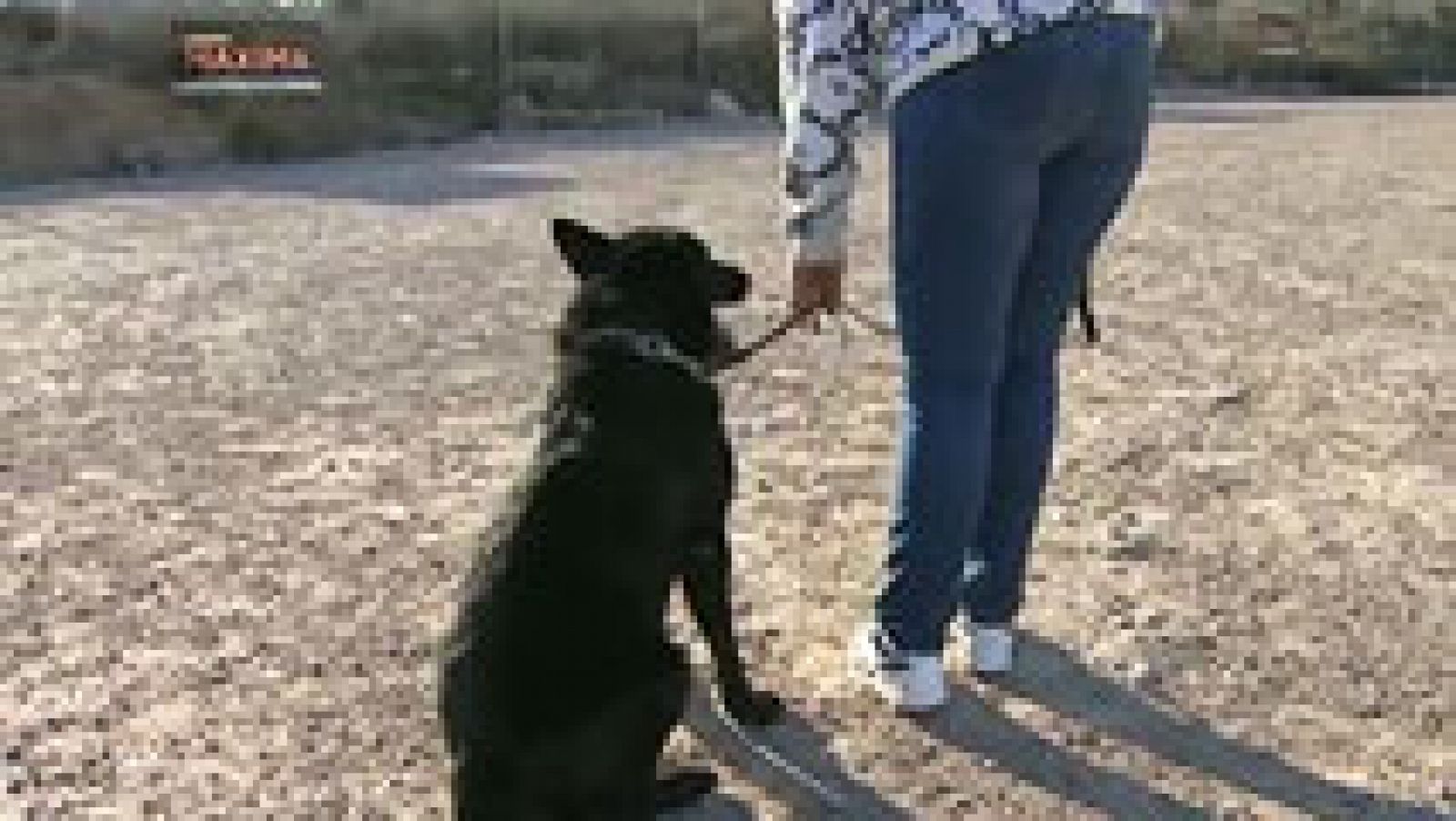 Telediario 1: Perros para escoltar a víctimas de violencia de género | RTVE Play