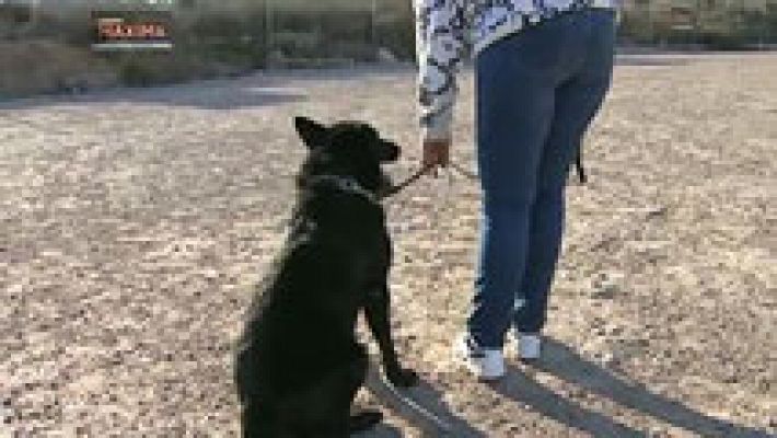 Perros para escoltar a víctimas de violencia de género