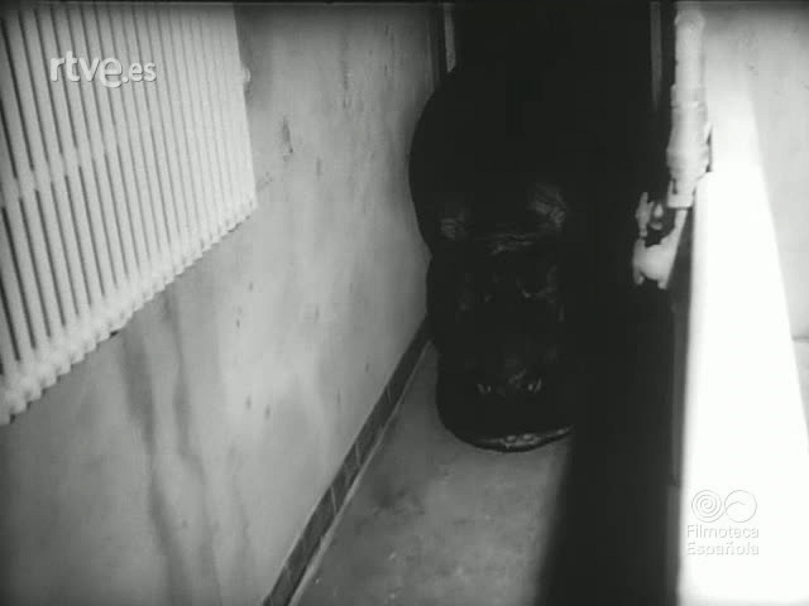 DEL ZOO AL CIRCO - Revista Imágenes | Ver