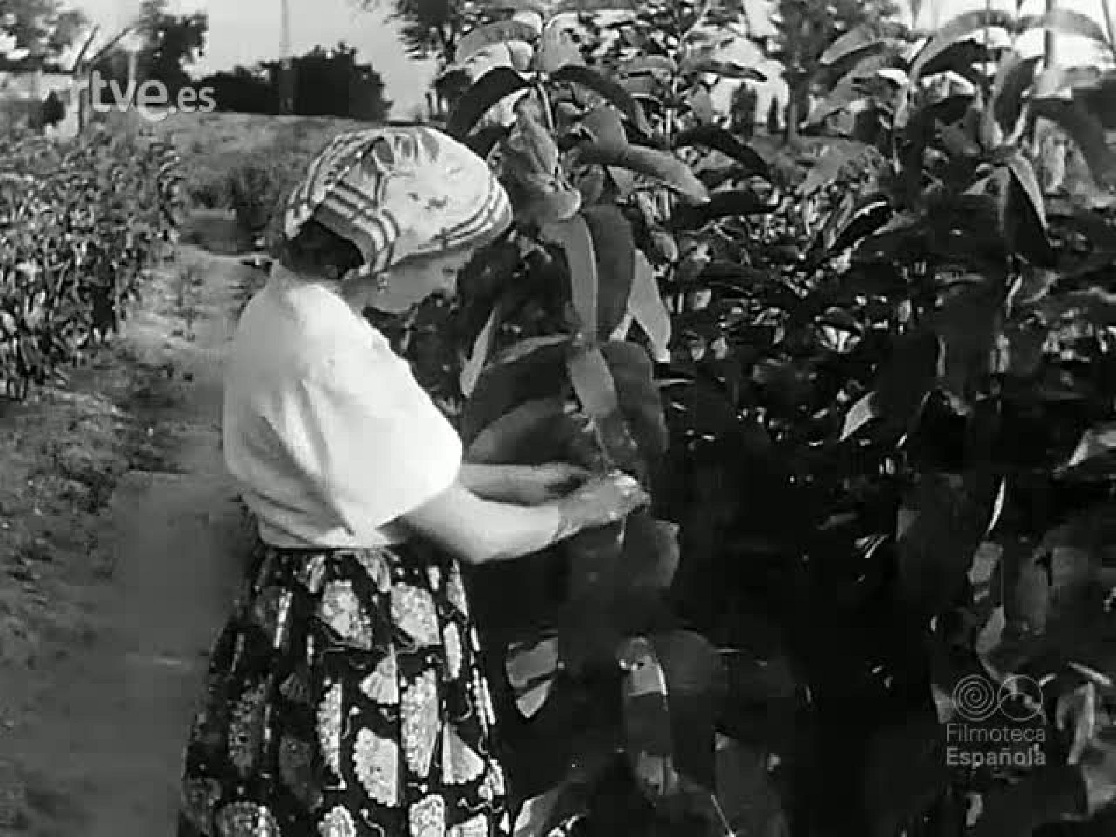 AVANCES CIENTIFICOS : LABOR DEL PATRONATO JUAN DE LA CIERVA - Revista Imágenes | Ver