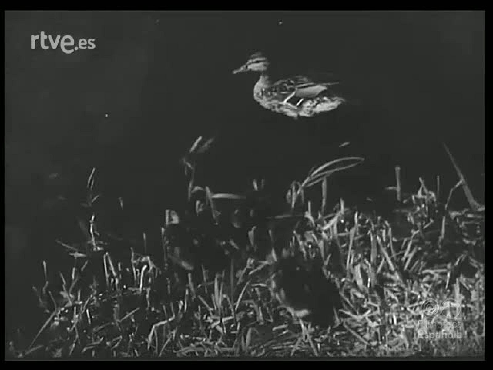 COSAS DE ANIMALES - Revista Imágenes | Ver