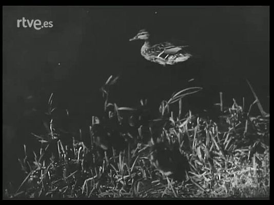 Revista Imágenes - COSAS DE ANIMALES