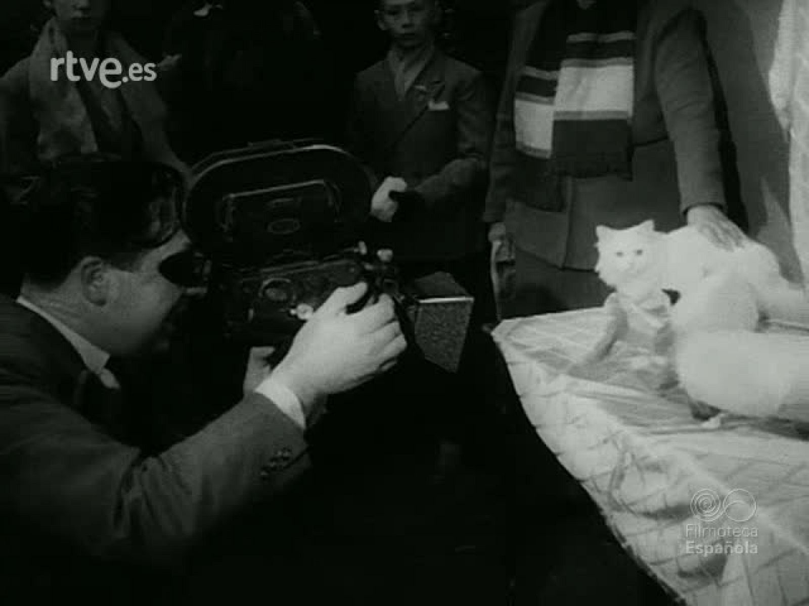 ILUSION Y ZOOLOGIA - Revista Imágenes | Ver