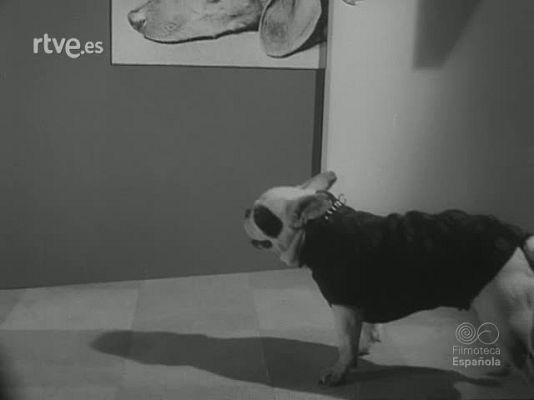 Revista Imágenes - DE LOS ANIMALES LISTOS