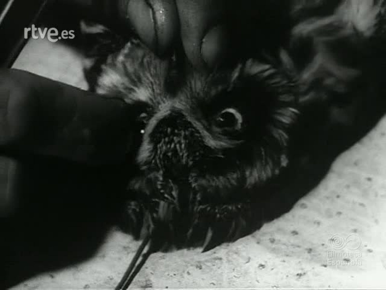 ARTESANIA Y COLECCIONISMOO - Revista Imágenes | Ver