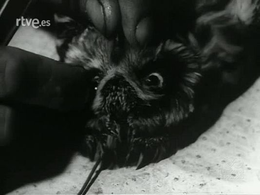 Revista Imágenes - ARTESANIA Y COLECCIONISMO