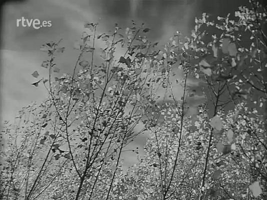 EL YERMO SERA BOSQUE