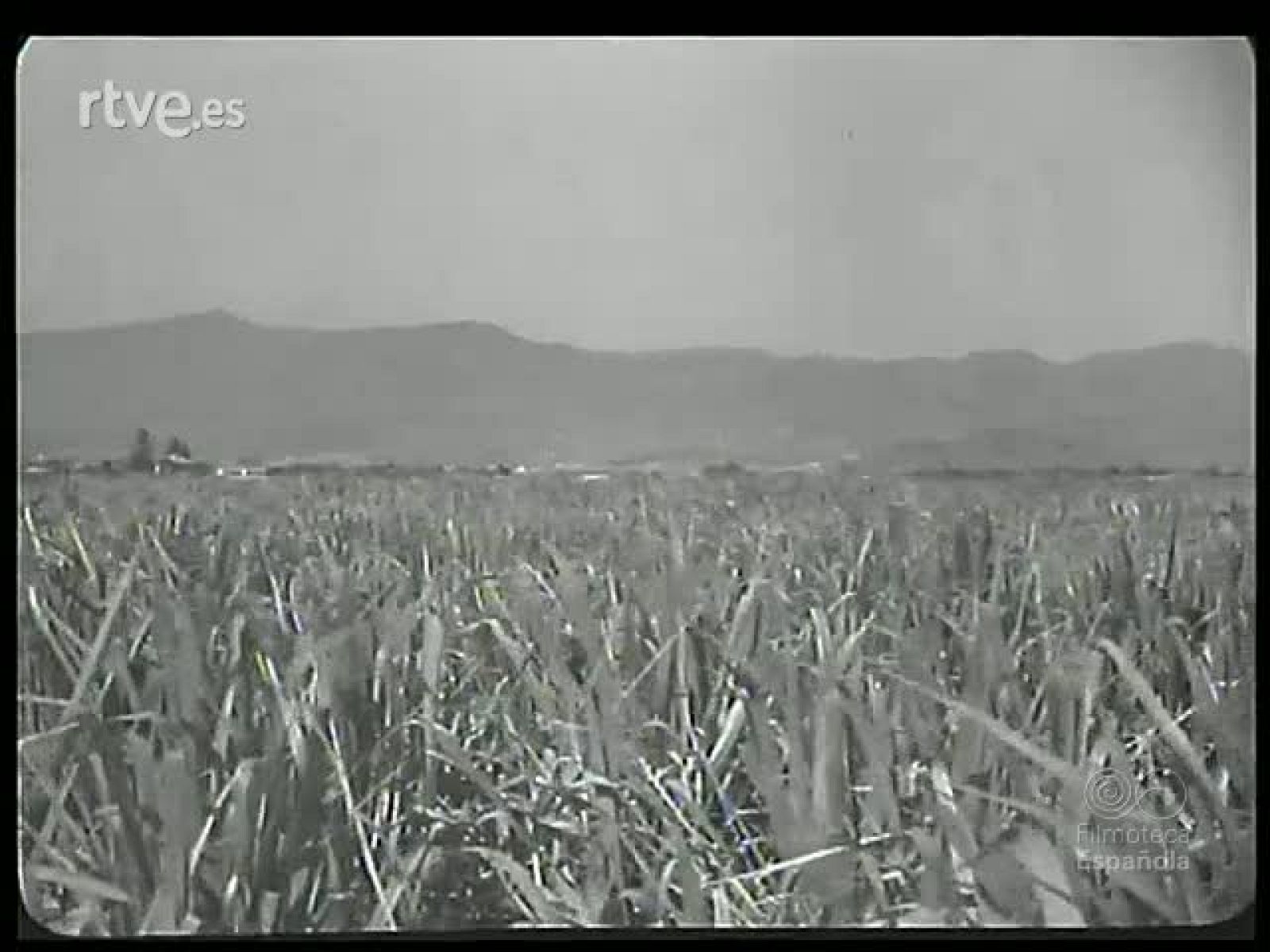 CAÑAS GRAZNIDOS Y CACAREOS - Revista Imágenes | Ver