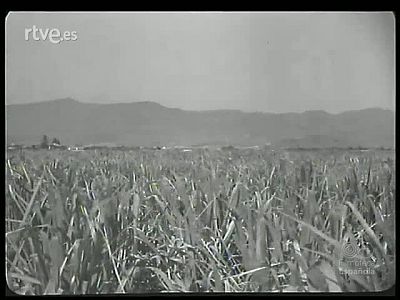 CAÑAS GRAZNIDOS Y CACAREOS