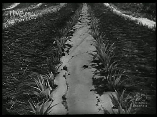 Revista Imágenes - EN UN SITIO Y EN OTRO