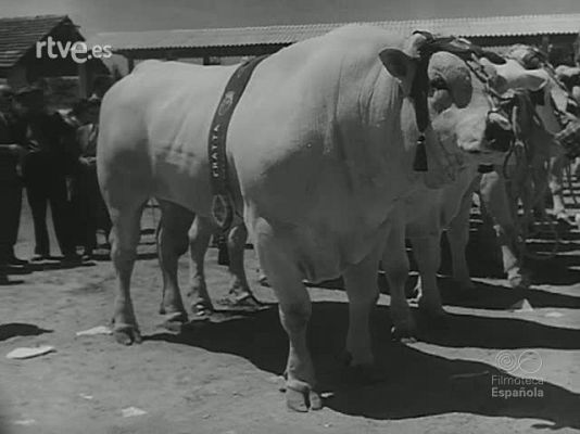 Revista Imágenes - MOSAICO ZOOLOGICO