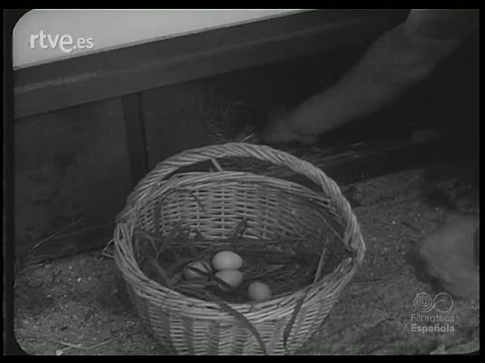 Revista Imágenes - FAUNA DIVERSA