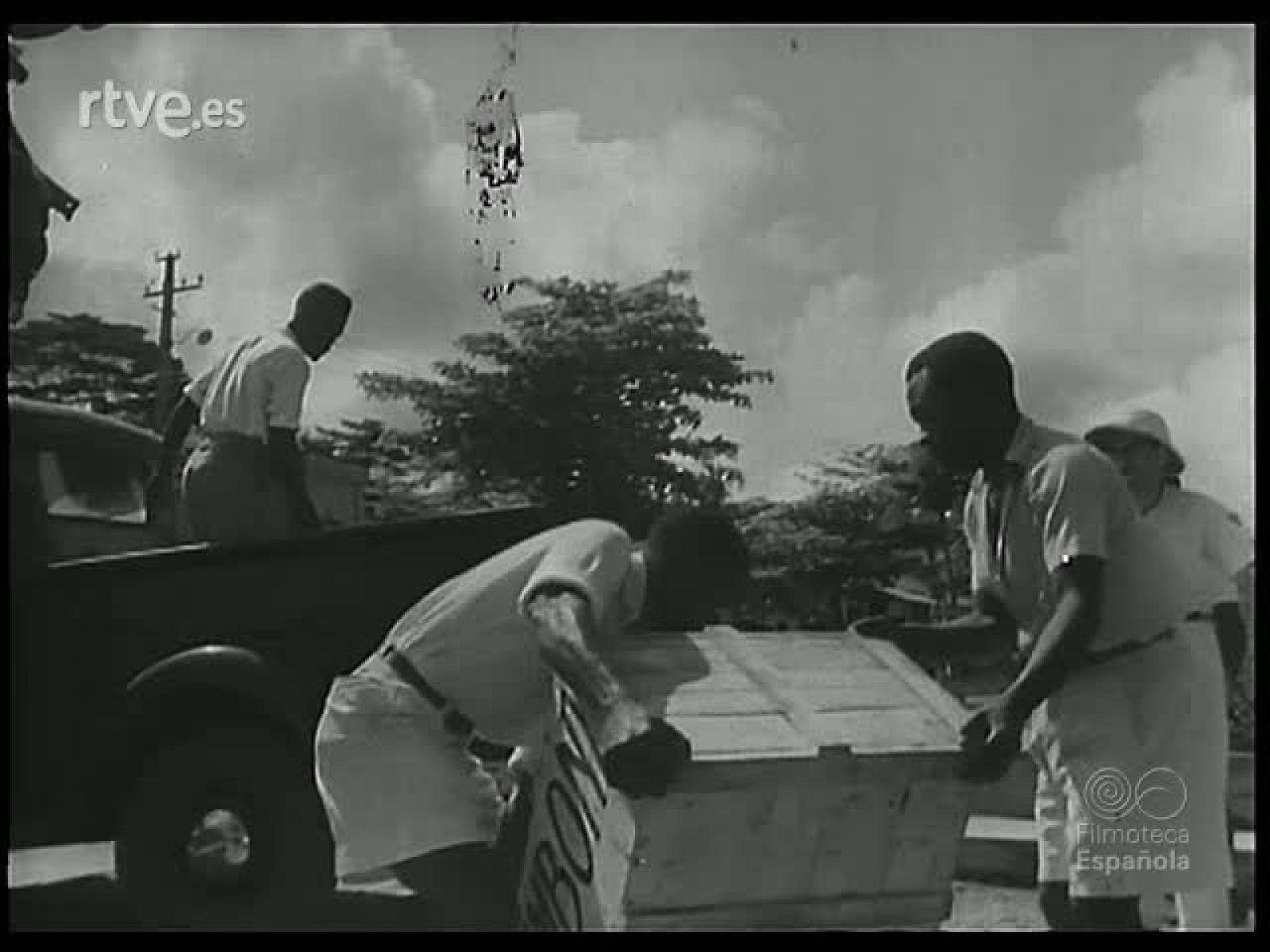 EN MEDIO DE LA SELVA. A LA CAZA DEL GORILA - Revista Imágenes | Ver